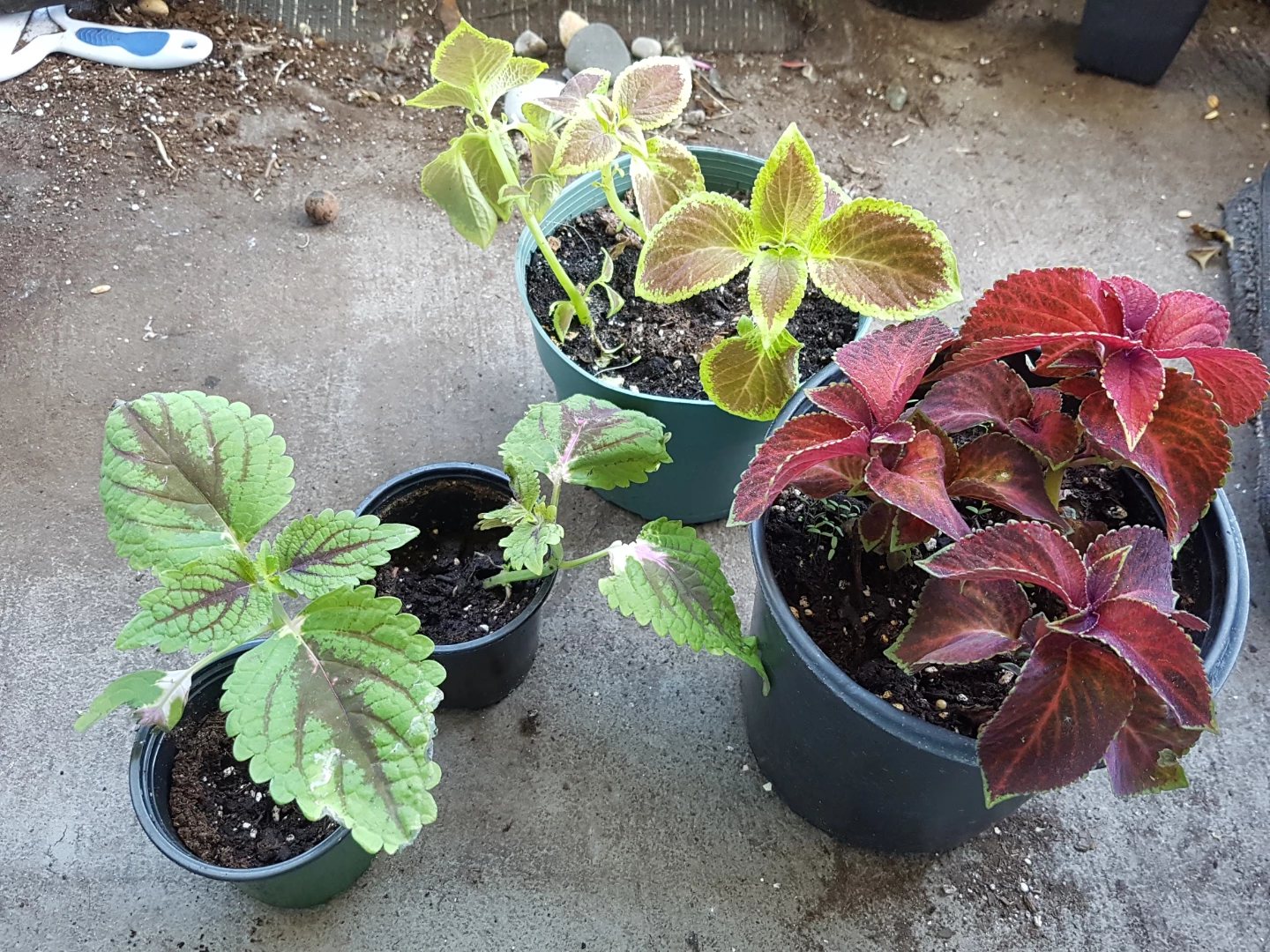Coleus plants in pots - photo 3