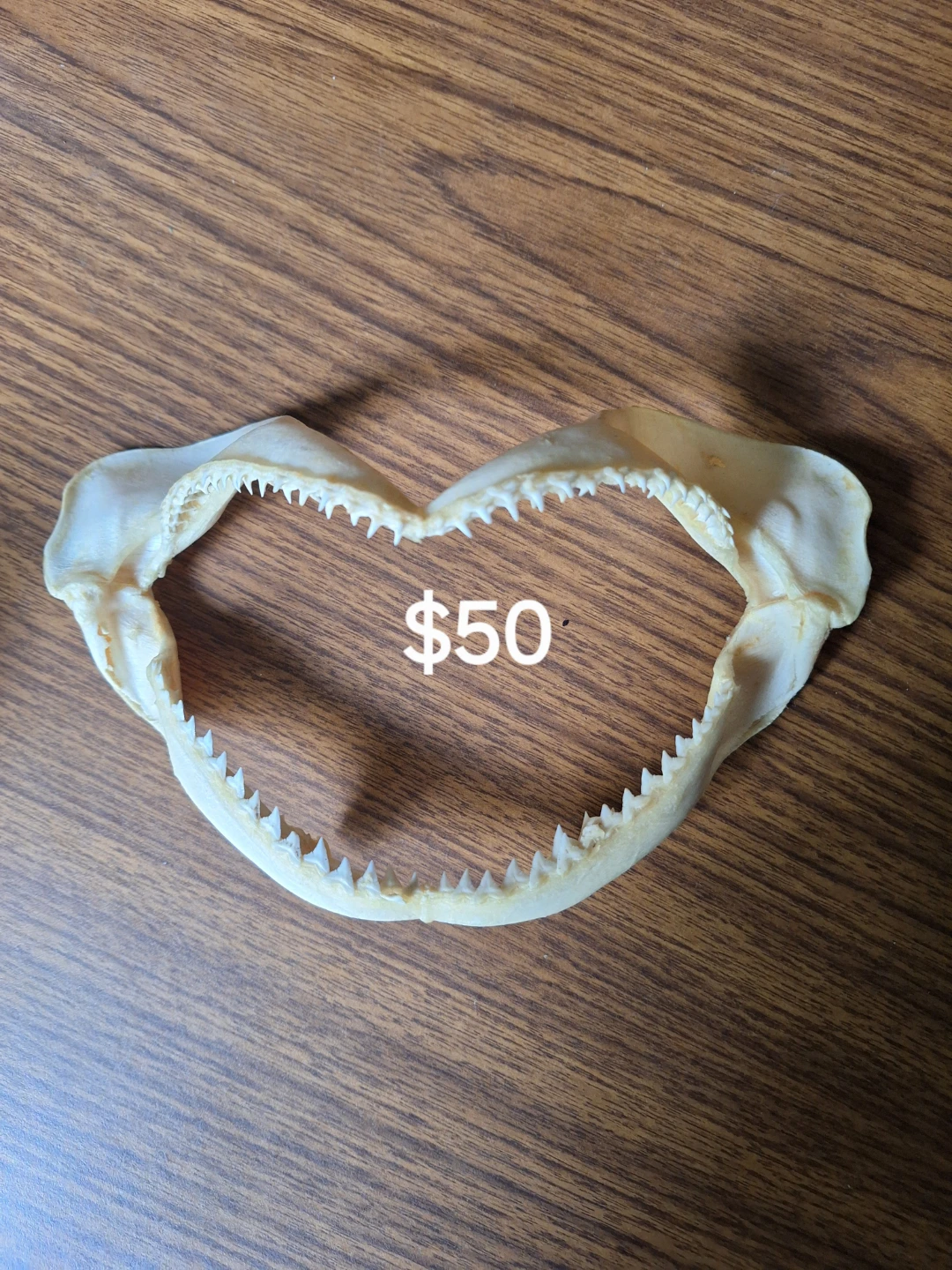 Shark Jawbone