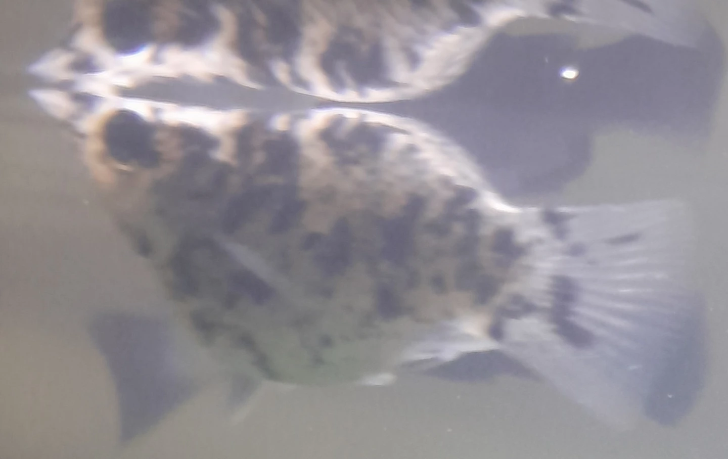 Pregnant Molly Fish - photo 3