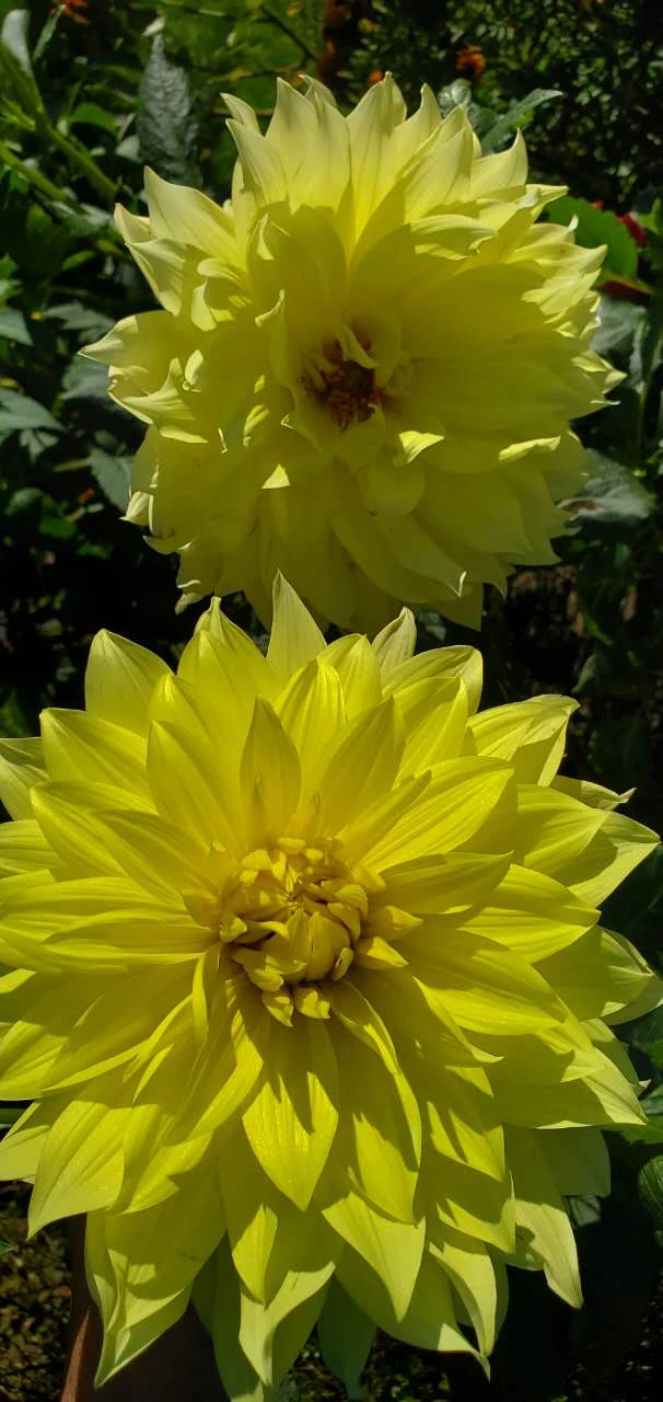 Dahlia roots