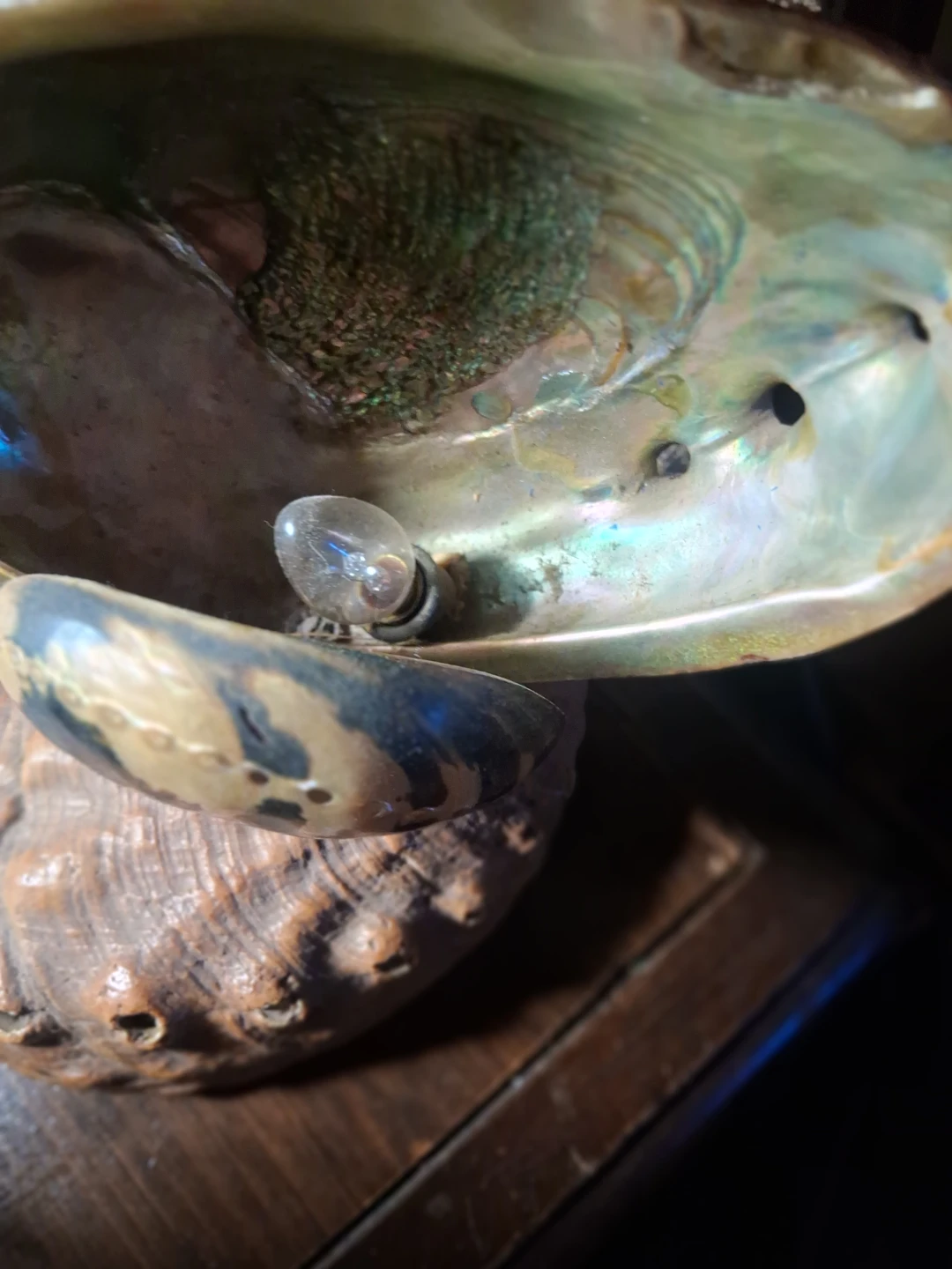 Abalone Shell Lamp