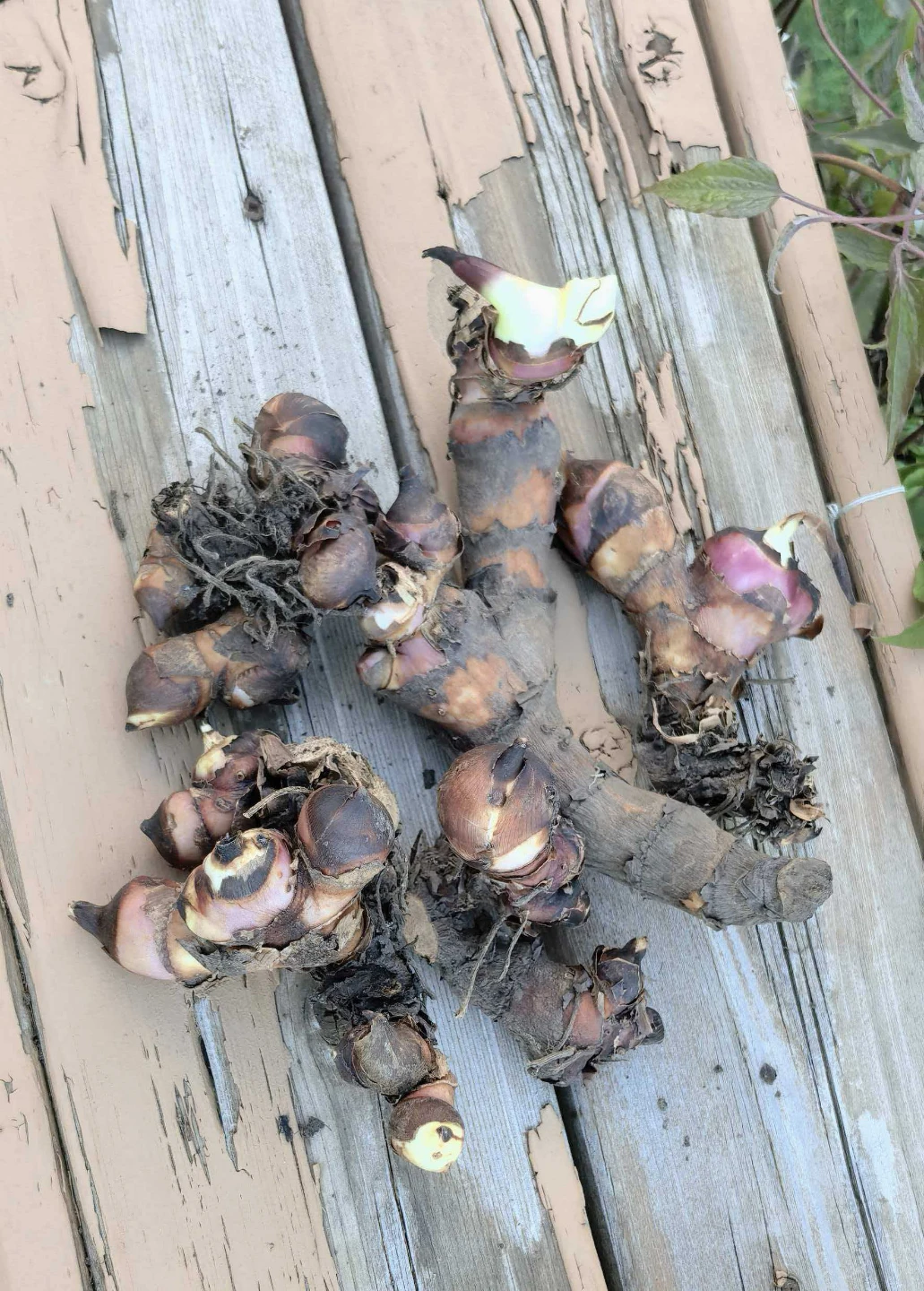 Canna lily roots - photo 2