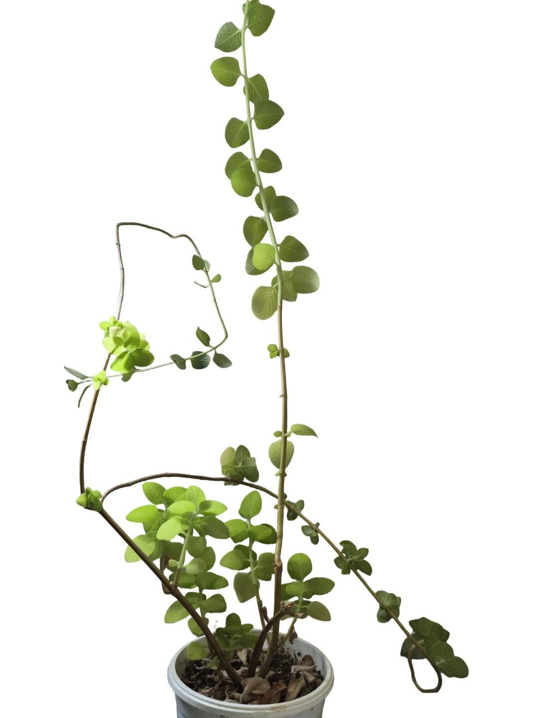 Tall Broadleaf Thyme