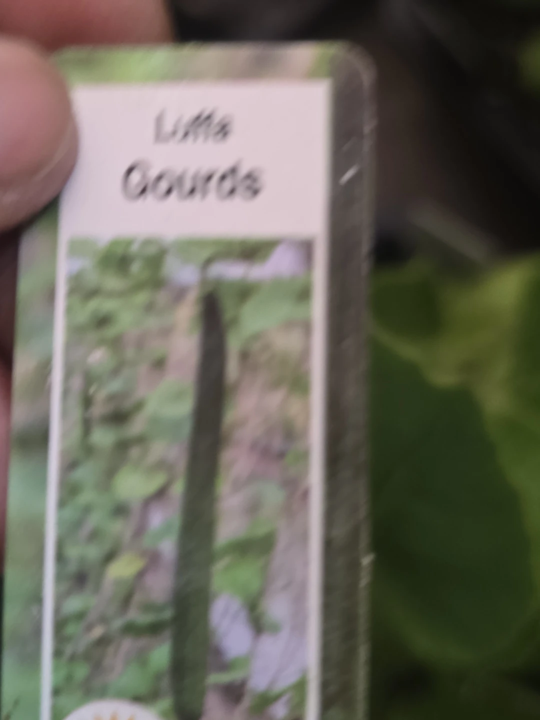 Vegetables seeding available from $2 - photo 3