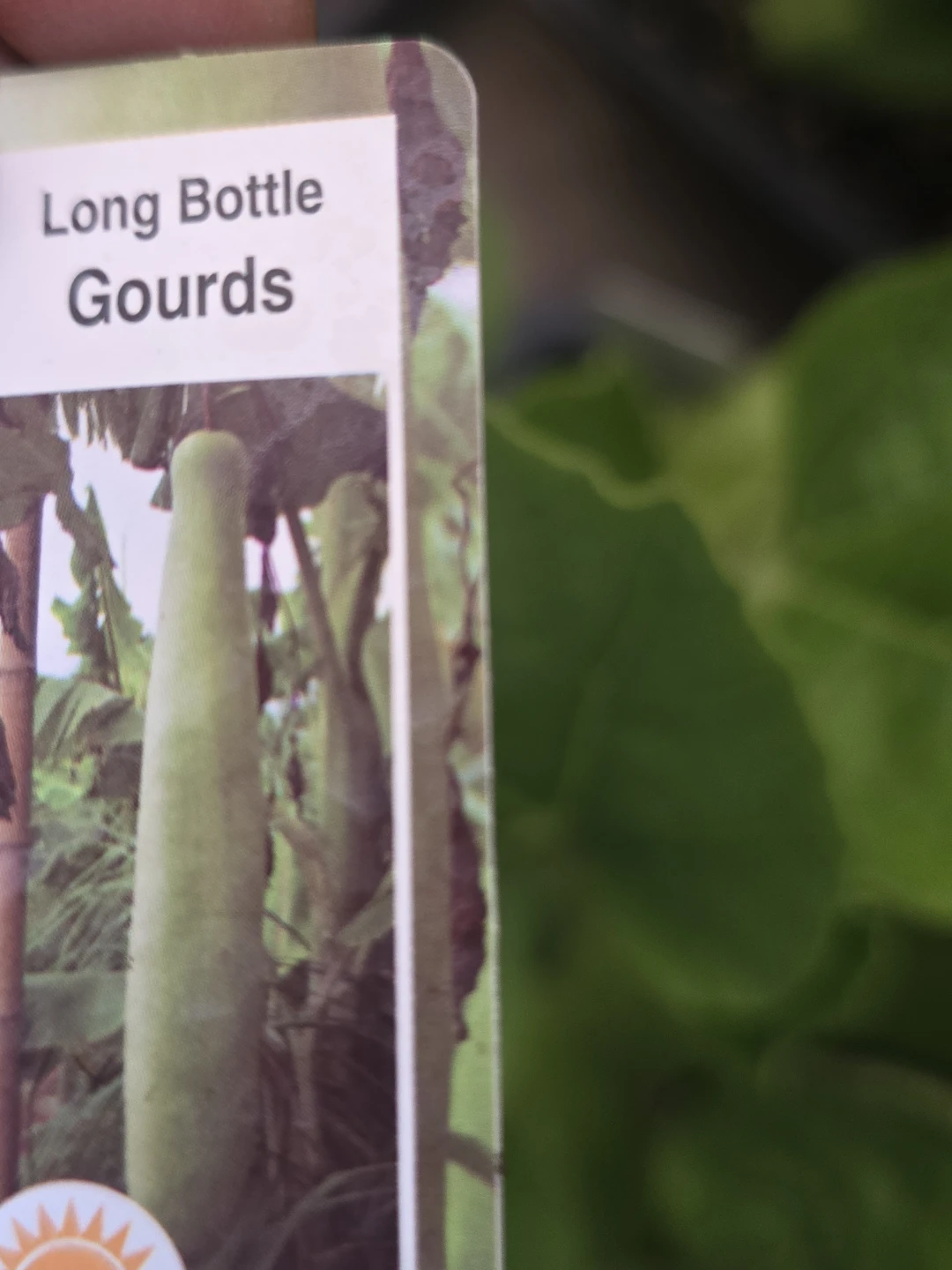 Vegetables seeding available from $2 - photo 4