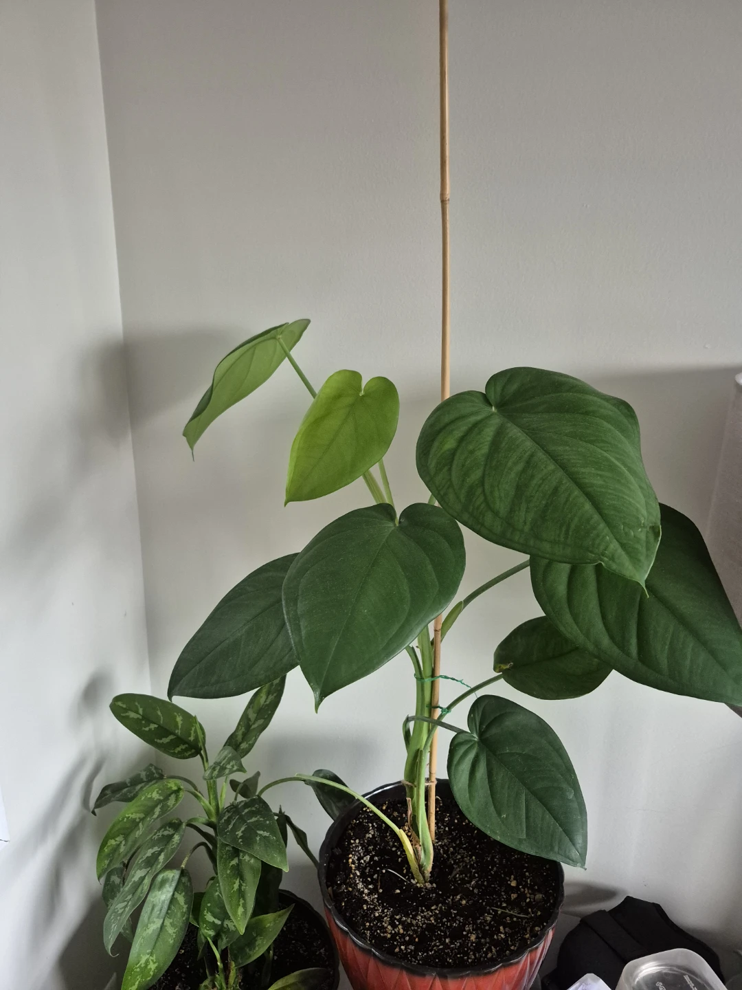Large Potted syngonium chiapense
