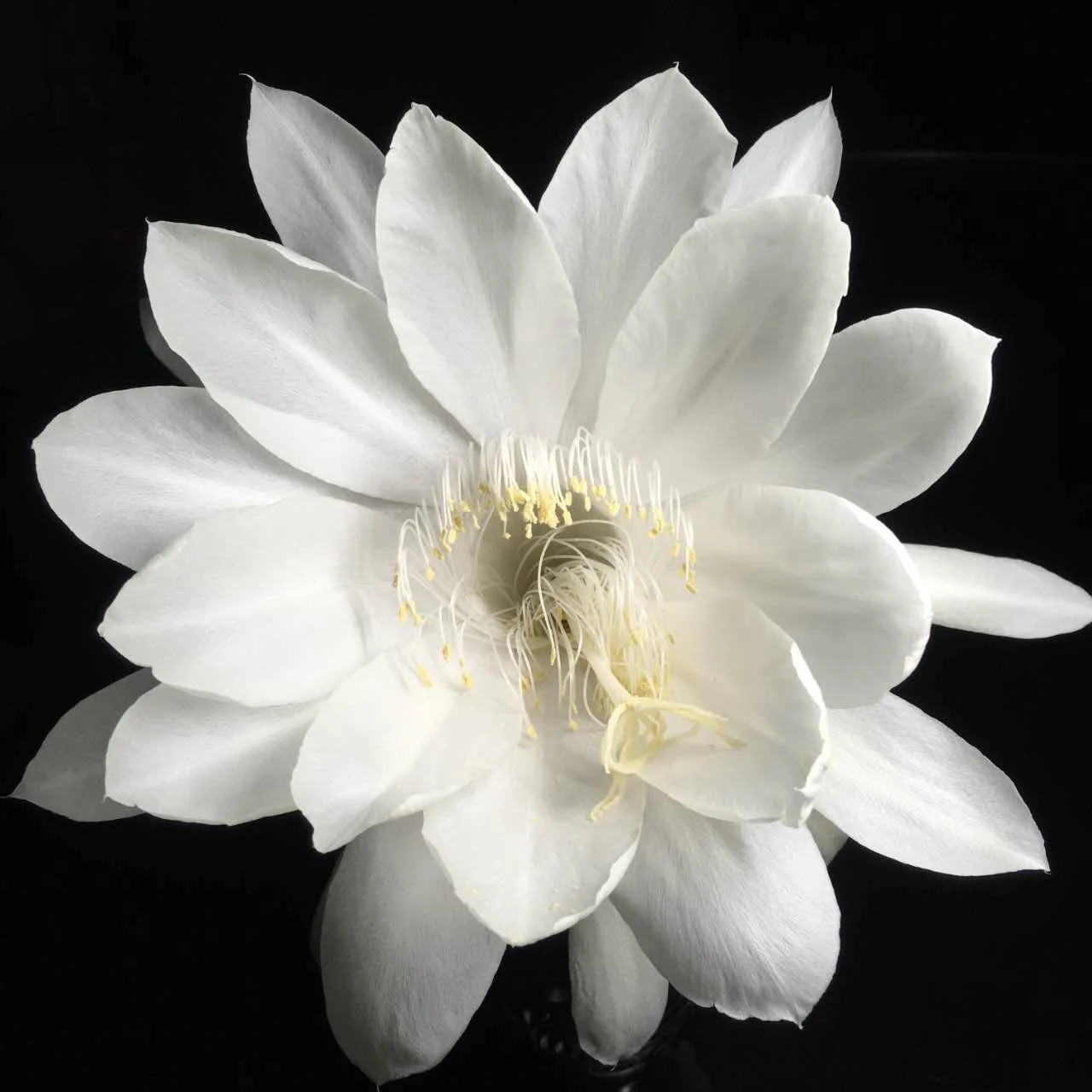The Queen of the Night (‌Epiphyllum oxypetalum) - photo 2