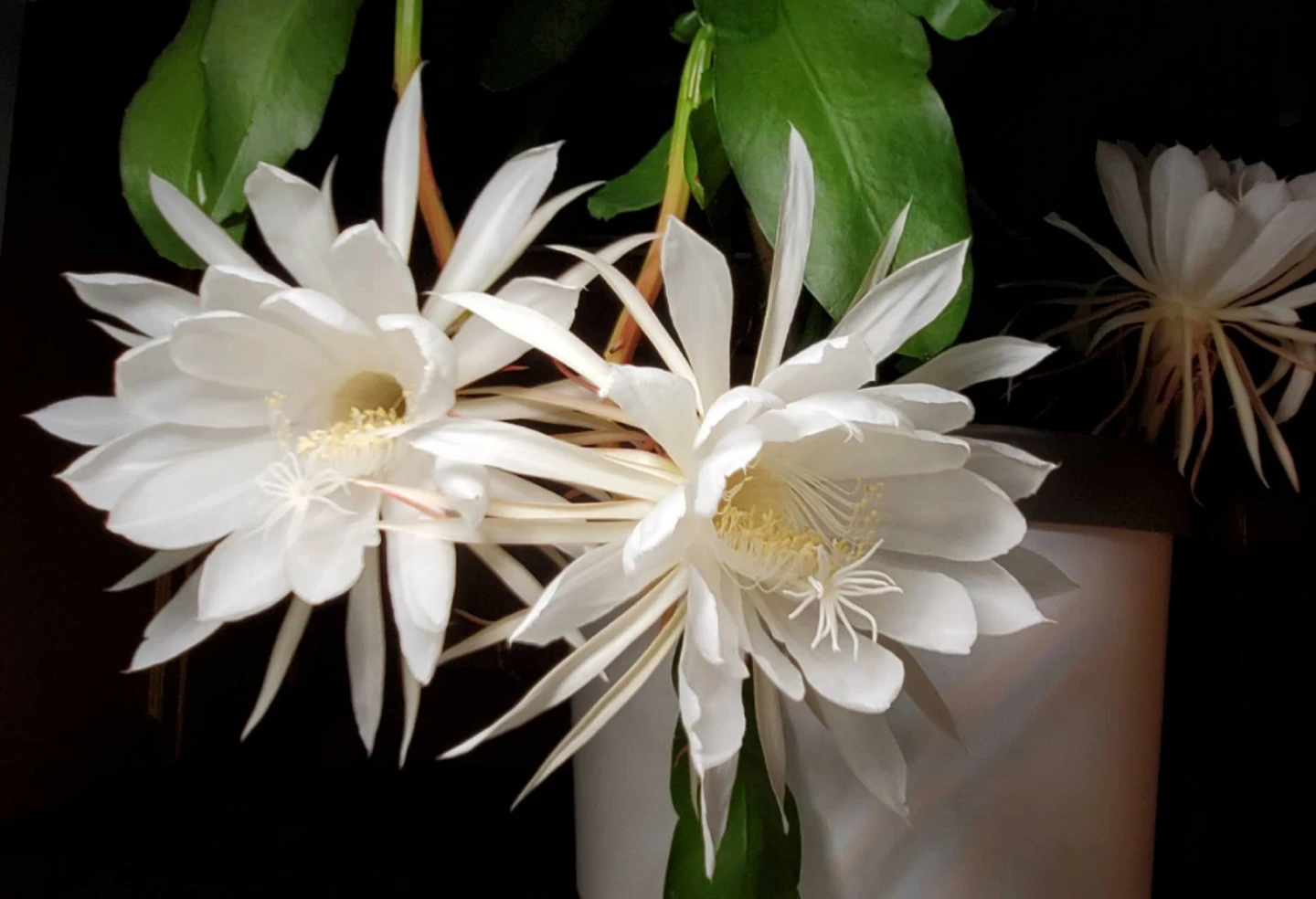 The Queen of the Night (‌Epiphyllum oxypetalum) - photo 4