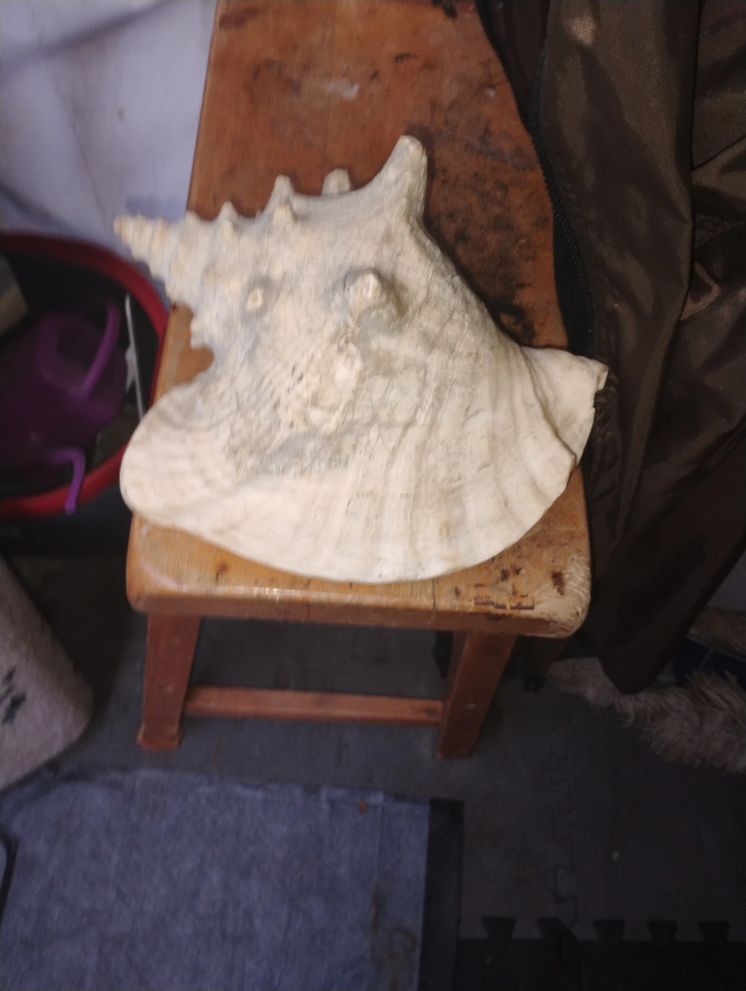 Large Conch Shell Decor - photo 3