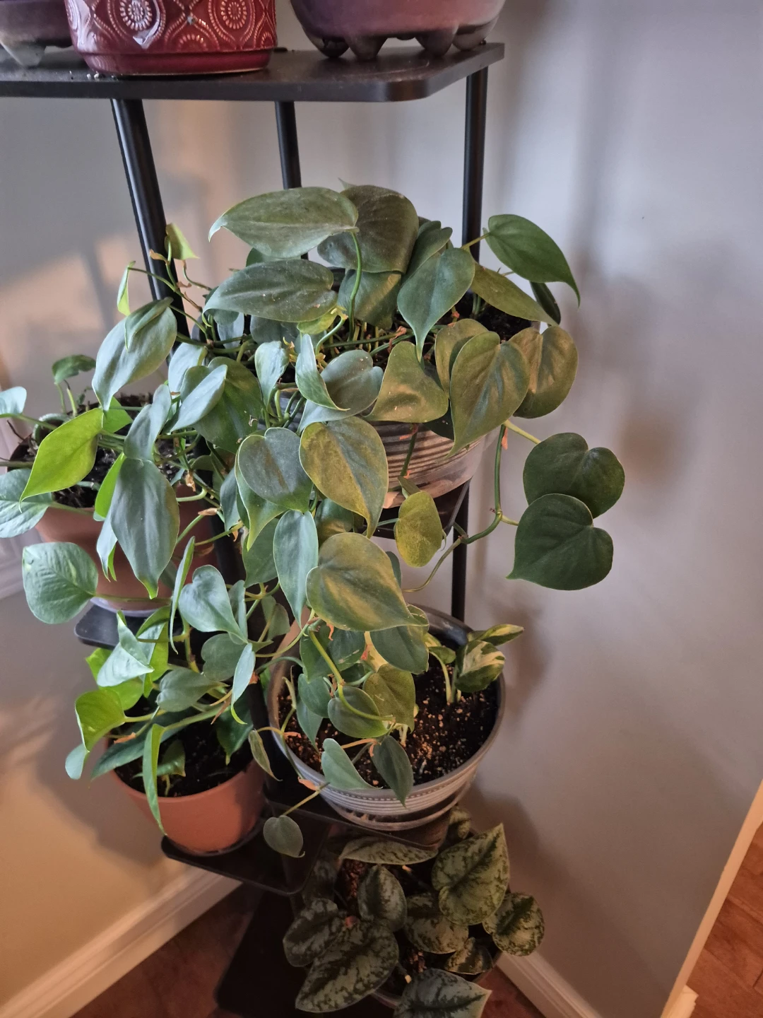 Heartleaf Philodendron Plant