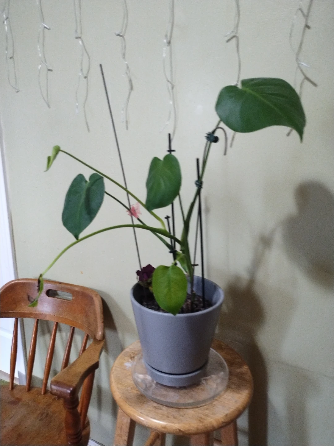 Monstera Plant in Gray ceramic Pot