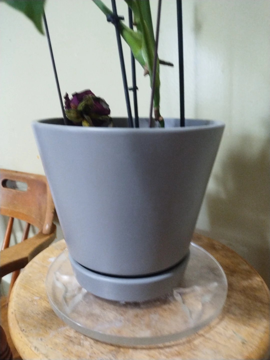Monstera Plant in Gray ceramic Pot - photo 2