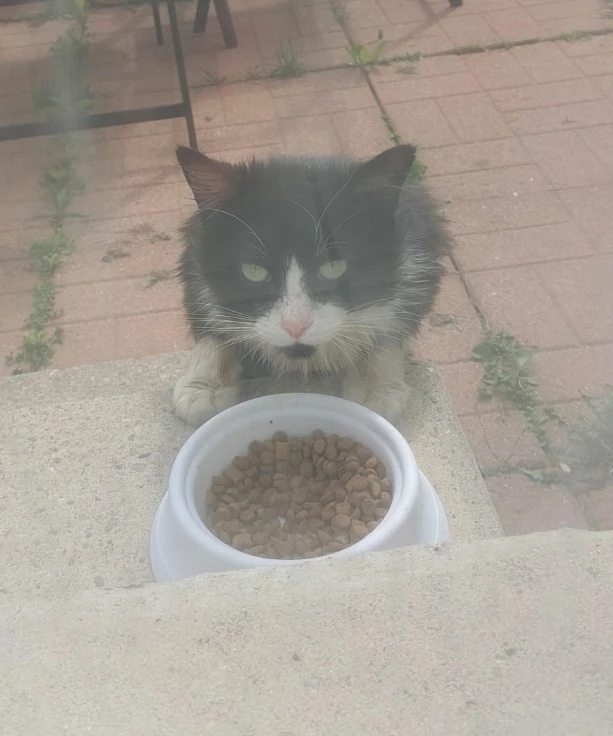 Lost Black and White Tuxedo Cat Longhair