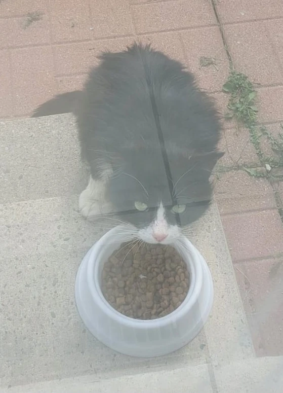 Lost Black and White Tuxedo Cat Longhair - photo 2