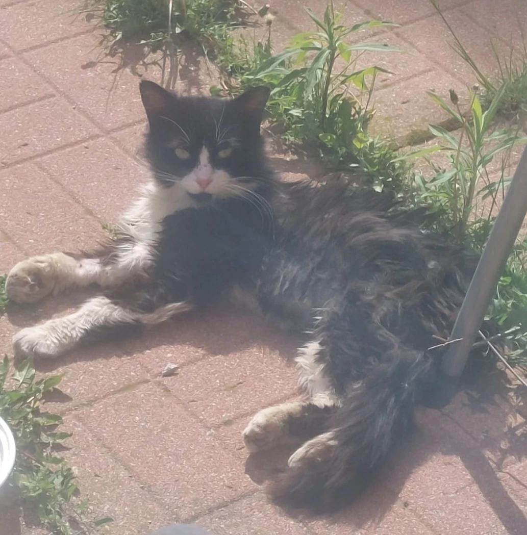 Lost Black and White Tuxedo Cat Longhair - photo 3