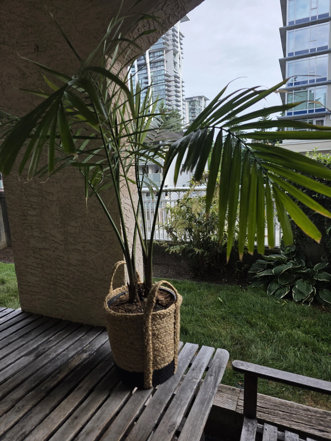 Palm Plant in Woven Basket