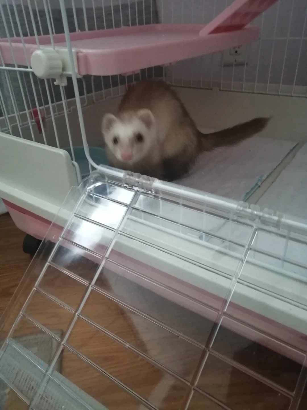 2 Ferrets, Cage and Accessories - photo 2