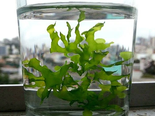 Subwassertang bunches