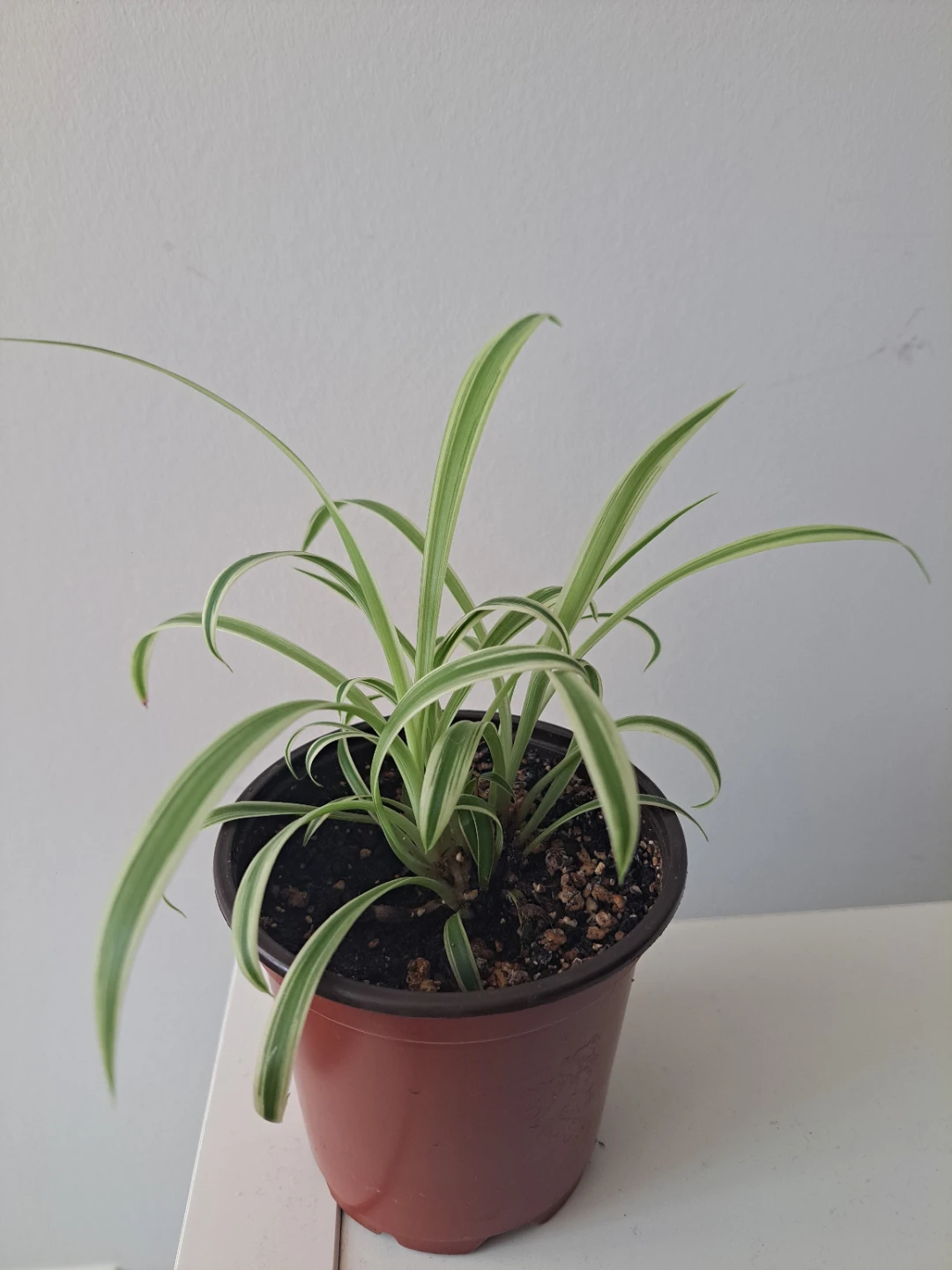 Spider Plant in Pot
