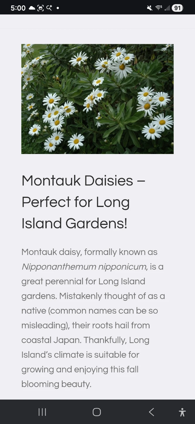 Montauk Daisy Plant in 7 Gallon Pot