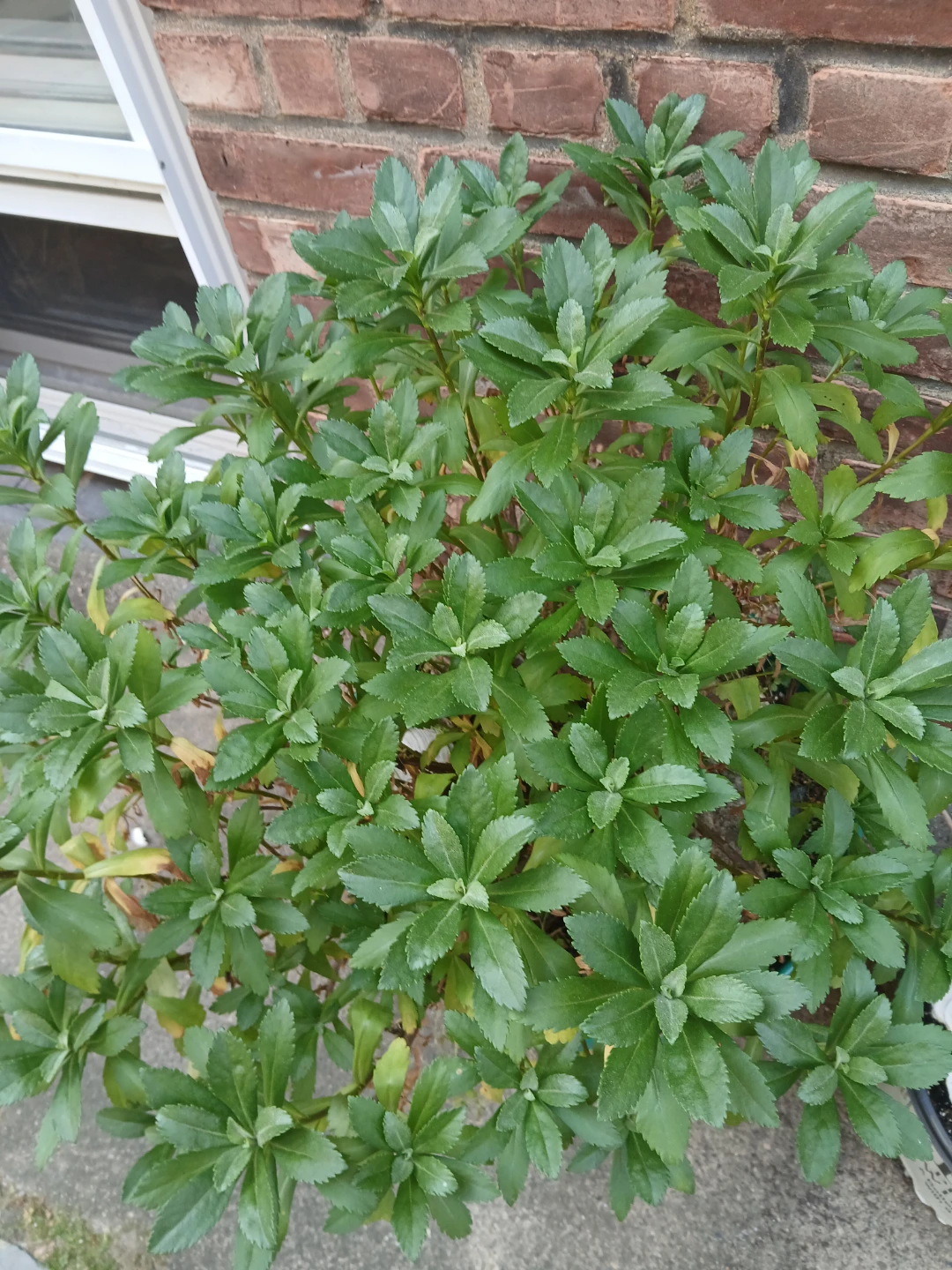 Montauk Daisy Plant in 7 Gallon Pot - photo 2