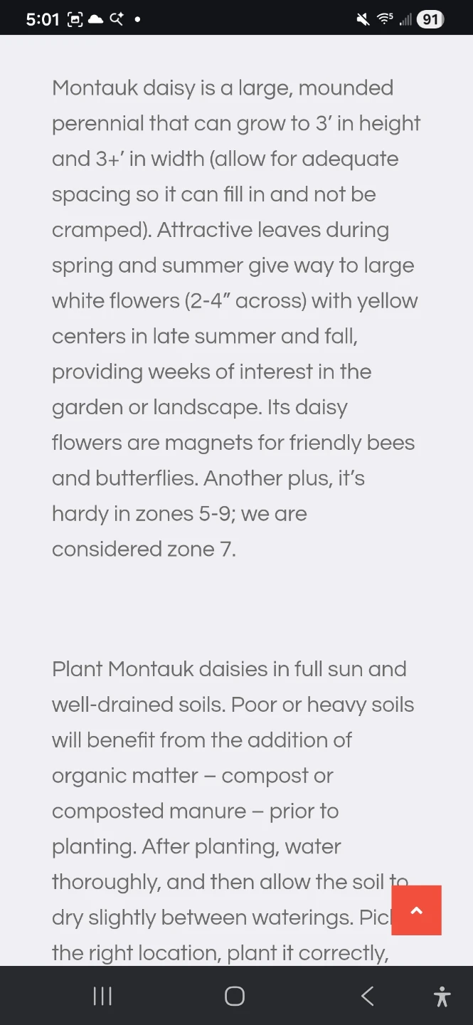 Montauk Daisy Plant in 7 Gallon Pot - photo 3