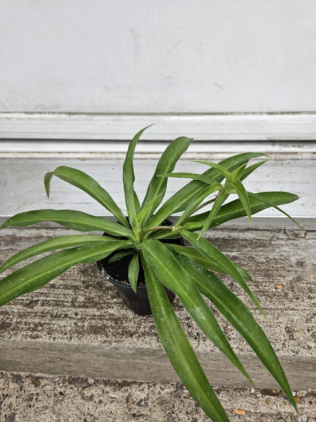 Begonia and Spider Plant Assortment - photo 4