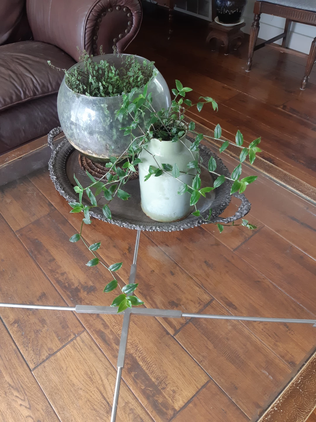 Tradescantia Fluminensis Houseplant and Rustic Planter - photo 2
