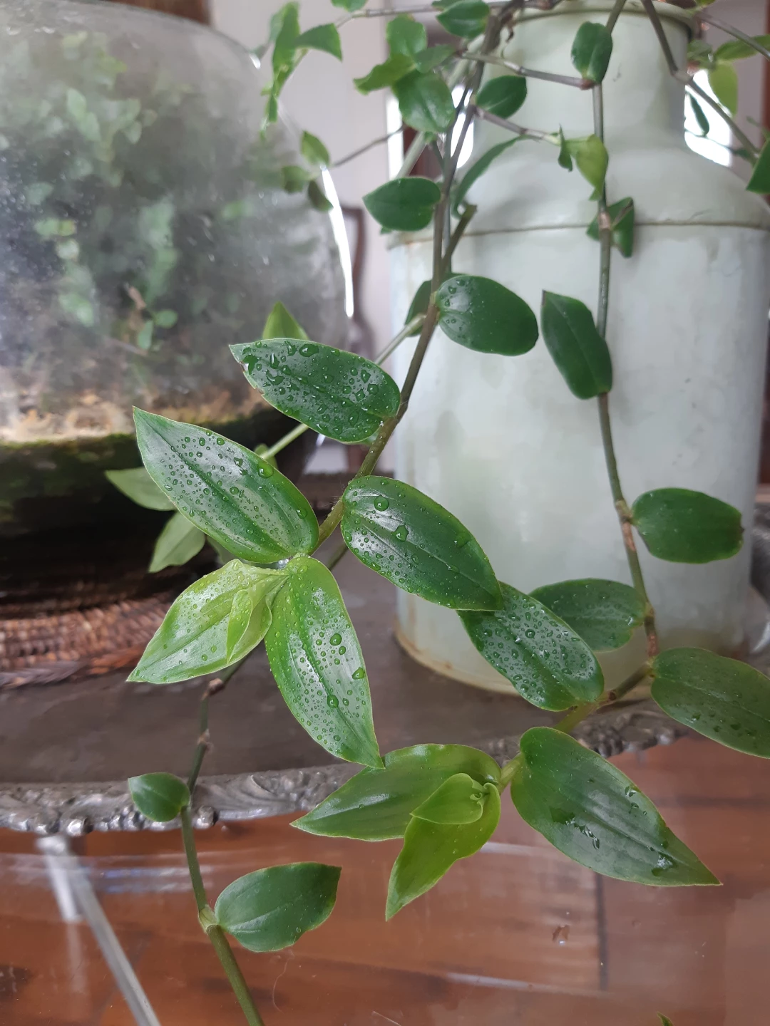 Tradescantia Fluminensis Houseplant and Rustic Planter - photo 3
