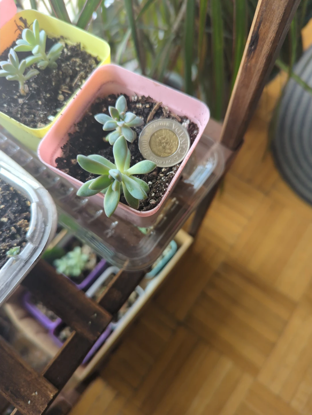 Succulent Plant in Small Pot