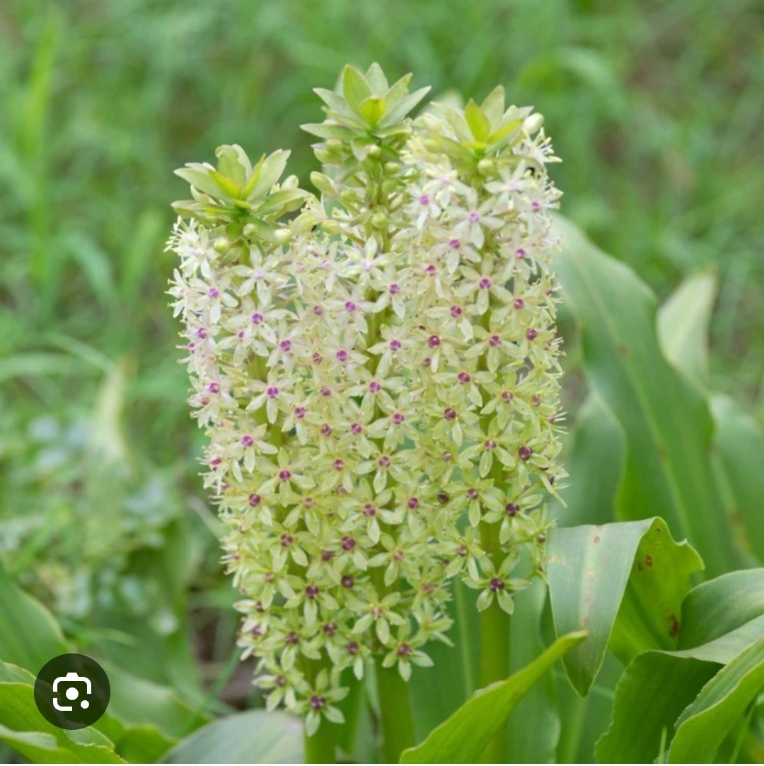 Pineapple Lily Bulbs for Sale