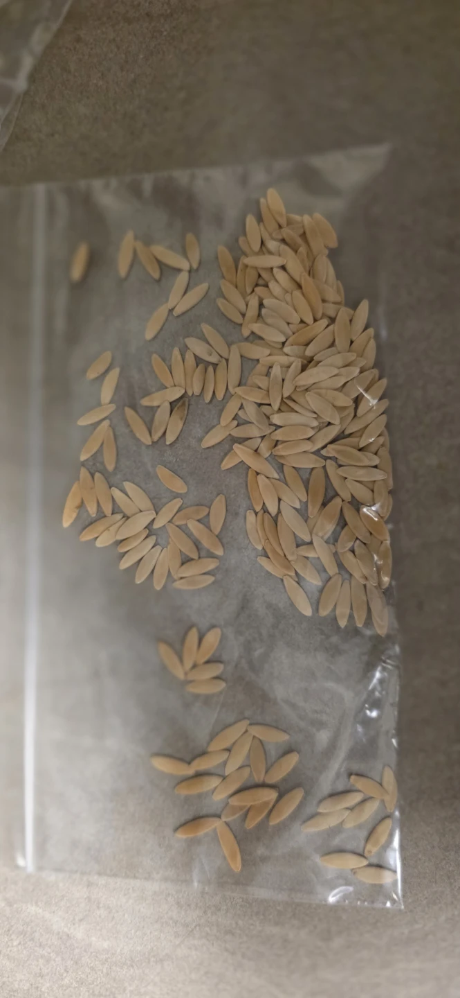 Assorted Vegetable and Bean Seeds - photo 5