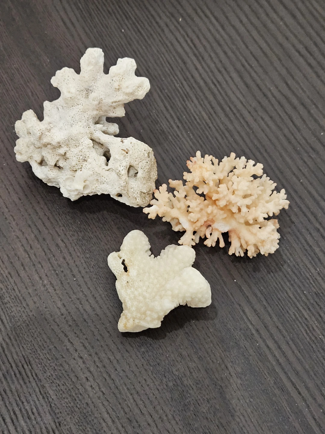 Assorted Seashell Collection - photo 4