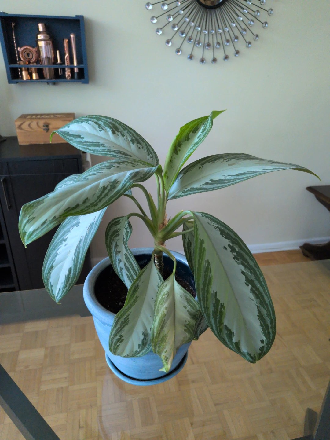 Aglaonema Plant - photo 2