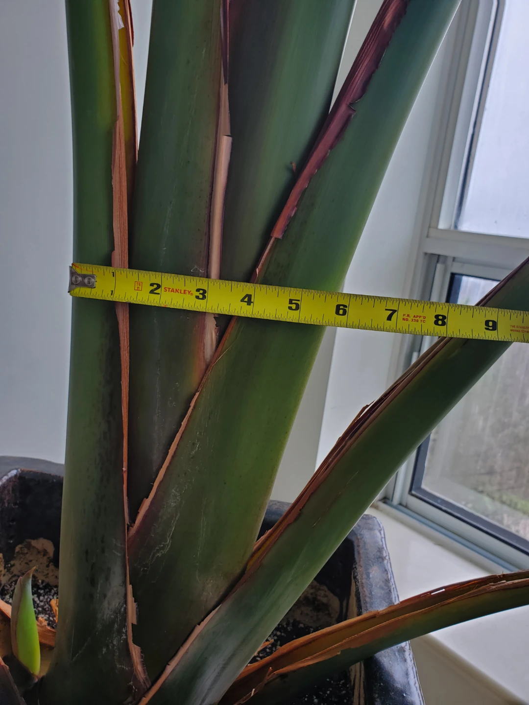 9 Ft. Tall Bird of Paradise Plant in Ceramic Pot - photo 5