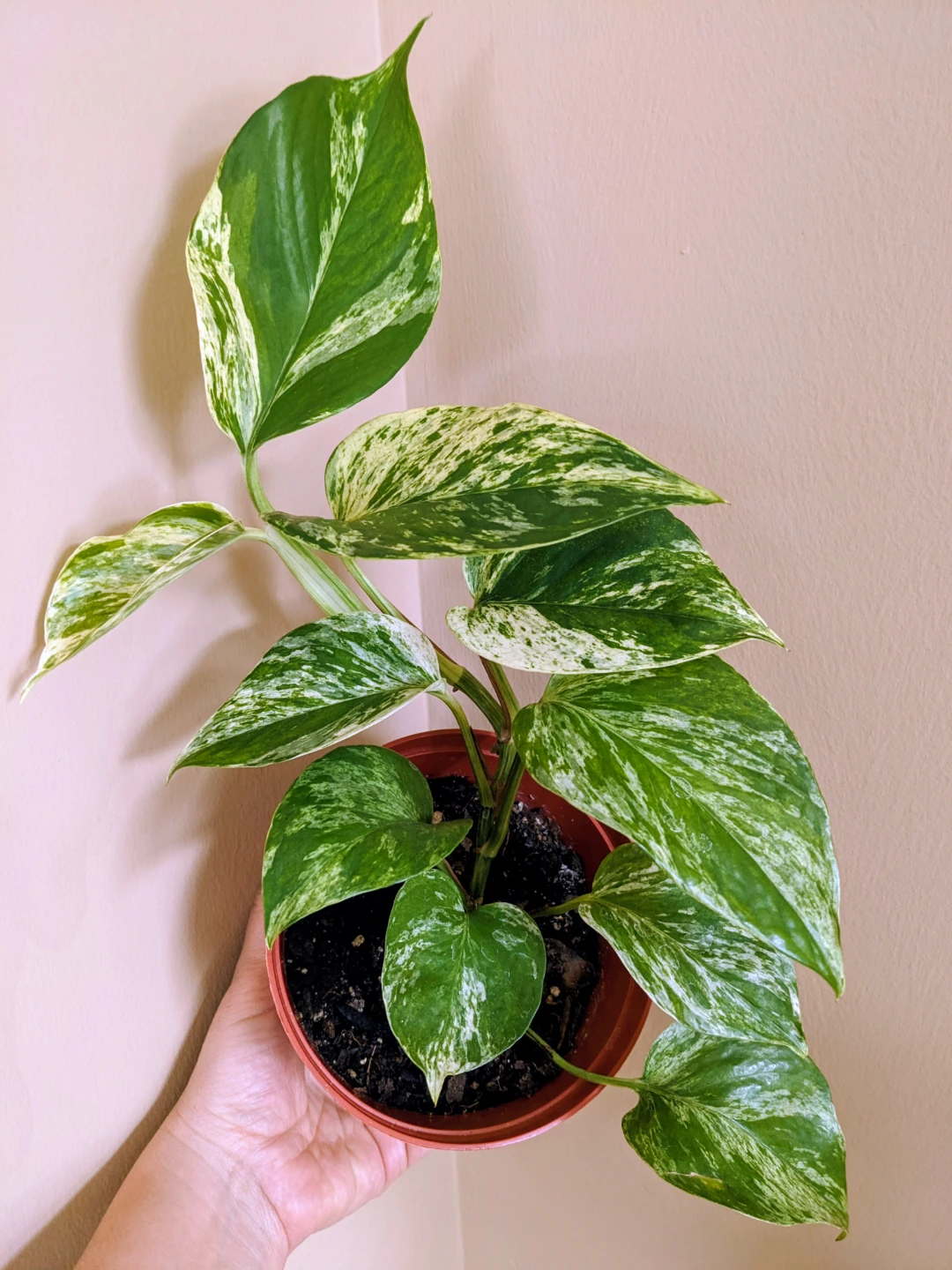 INDOOR / HOUSEPLANTS / TROPICAL PLANTS - photo 5