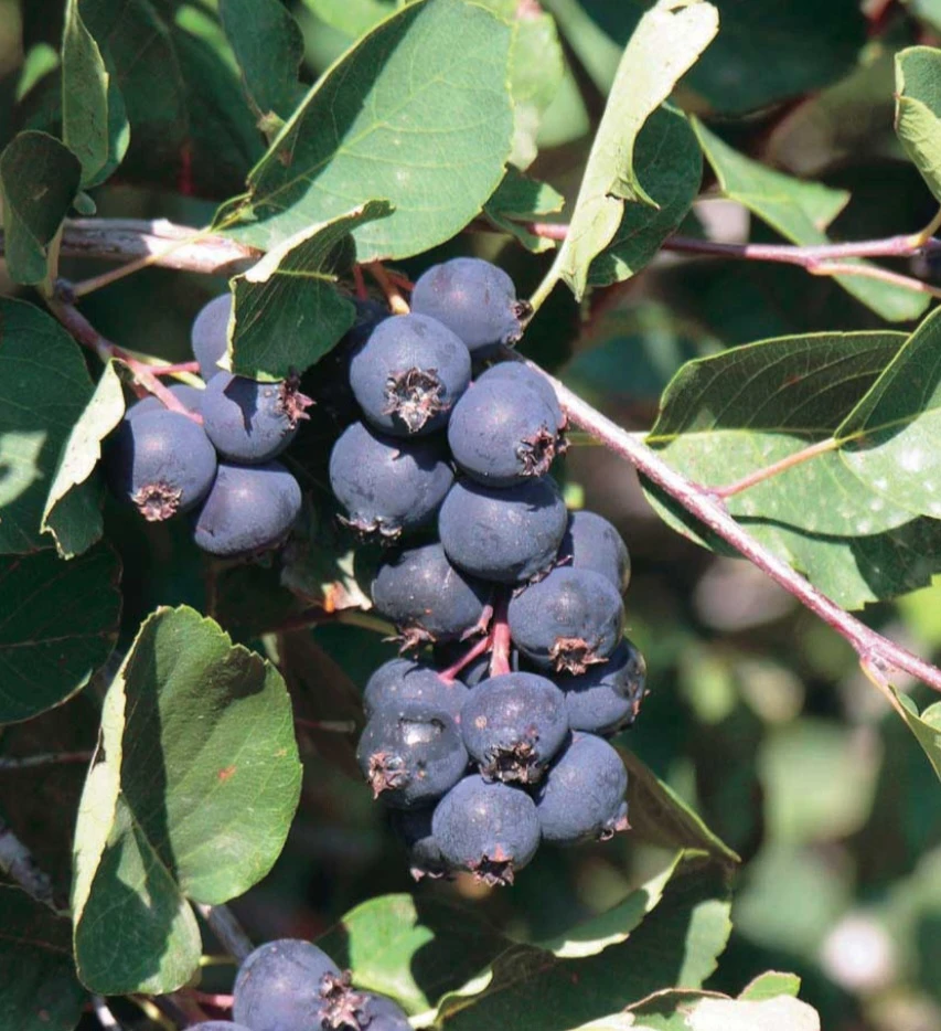 Saskatoon Berries
