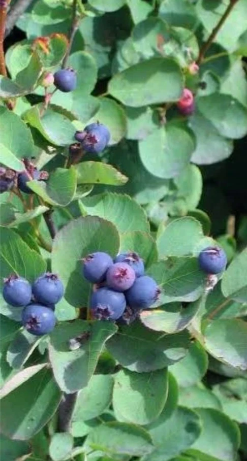Saskatoon Berries - photo 2
