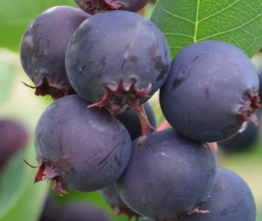 Saskatoon Berries - photo 3