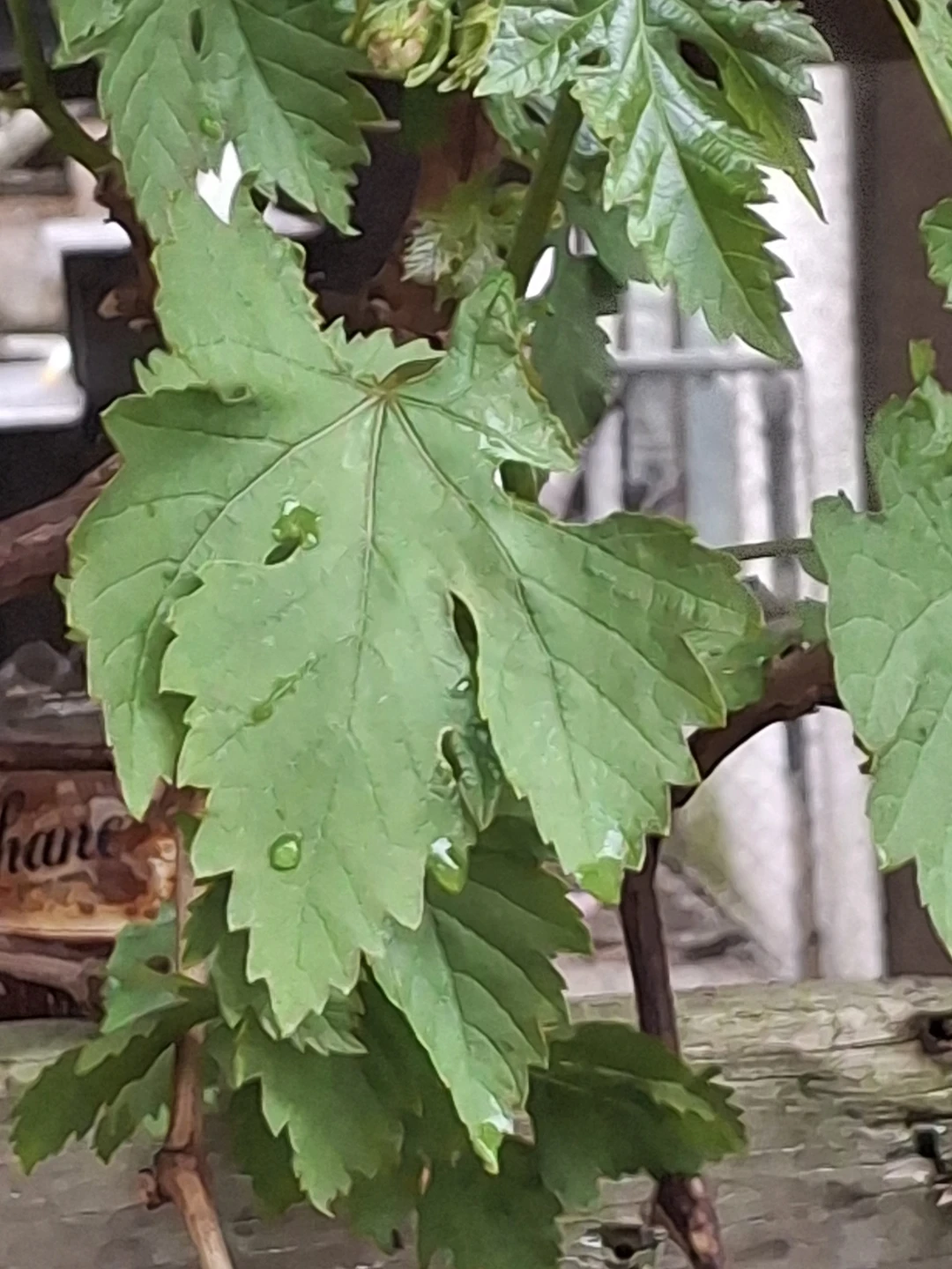 Grape vine - photo 5