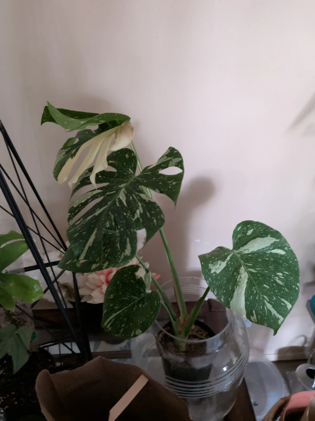 Monstera thia condtilstion