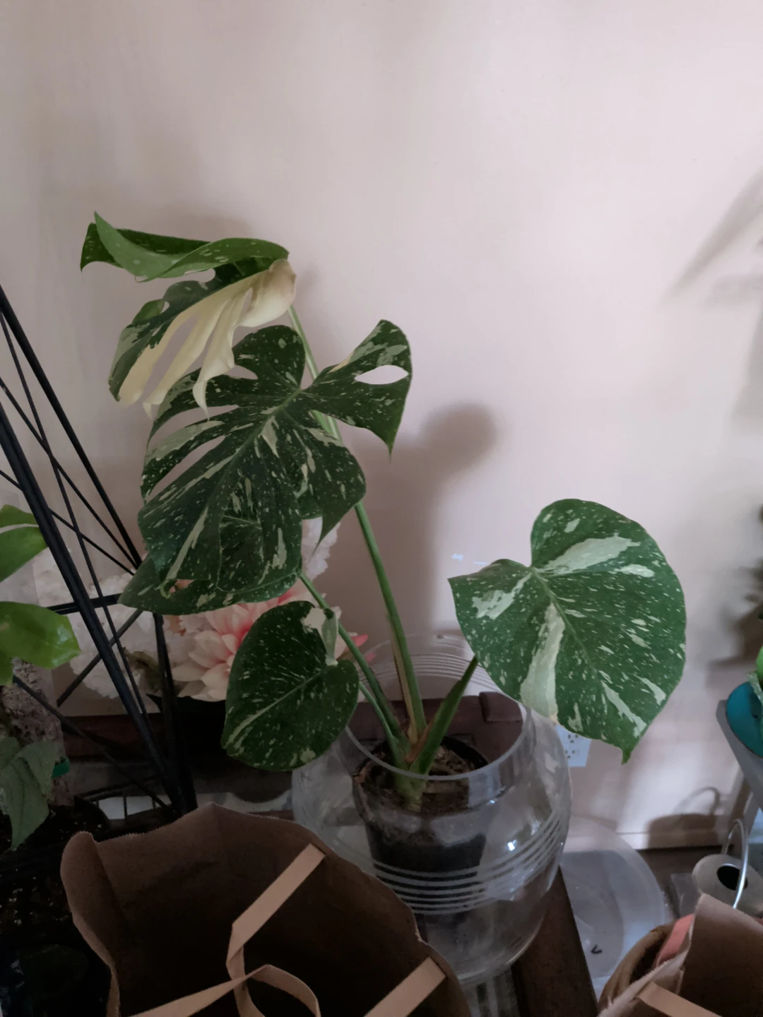 Monstera thia condtilstion - photo 2