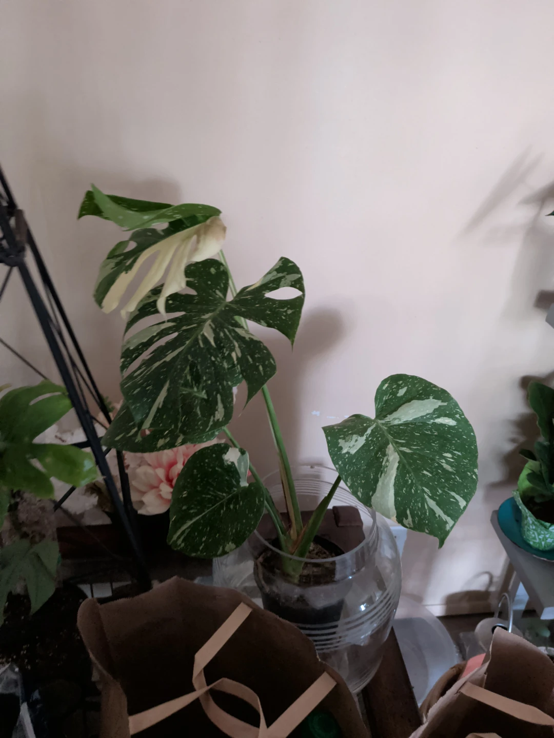 Monstera thia condtilstion - photo 3