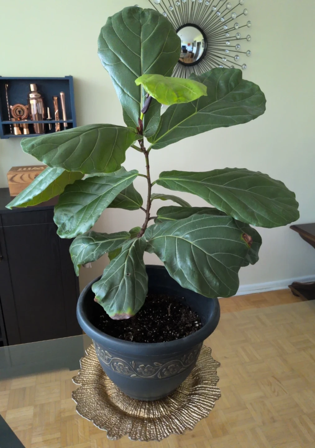 Fiddle Leaf Fig Plant in Decorative Pot