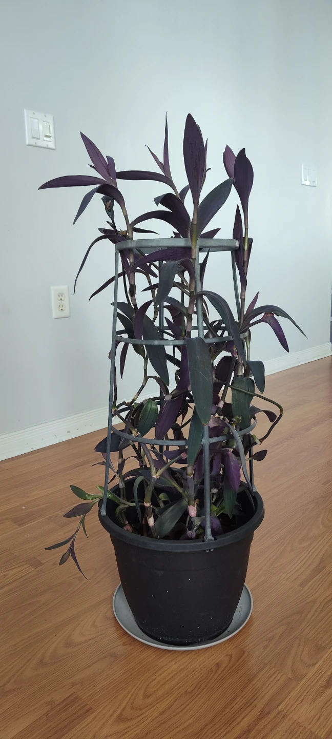 Purple Heart Plant with Trellis