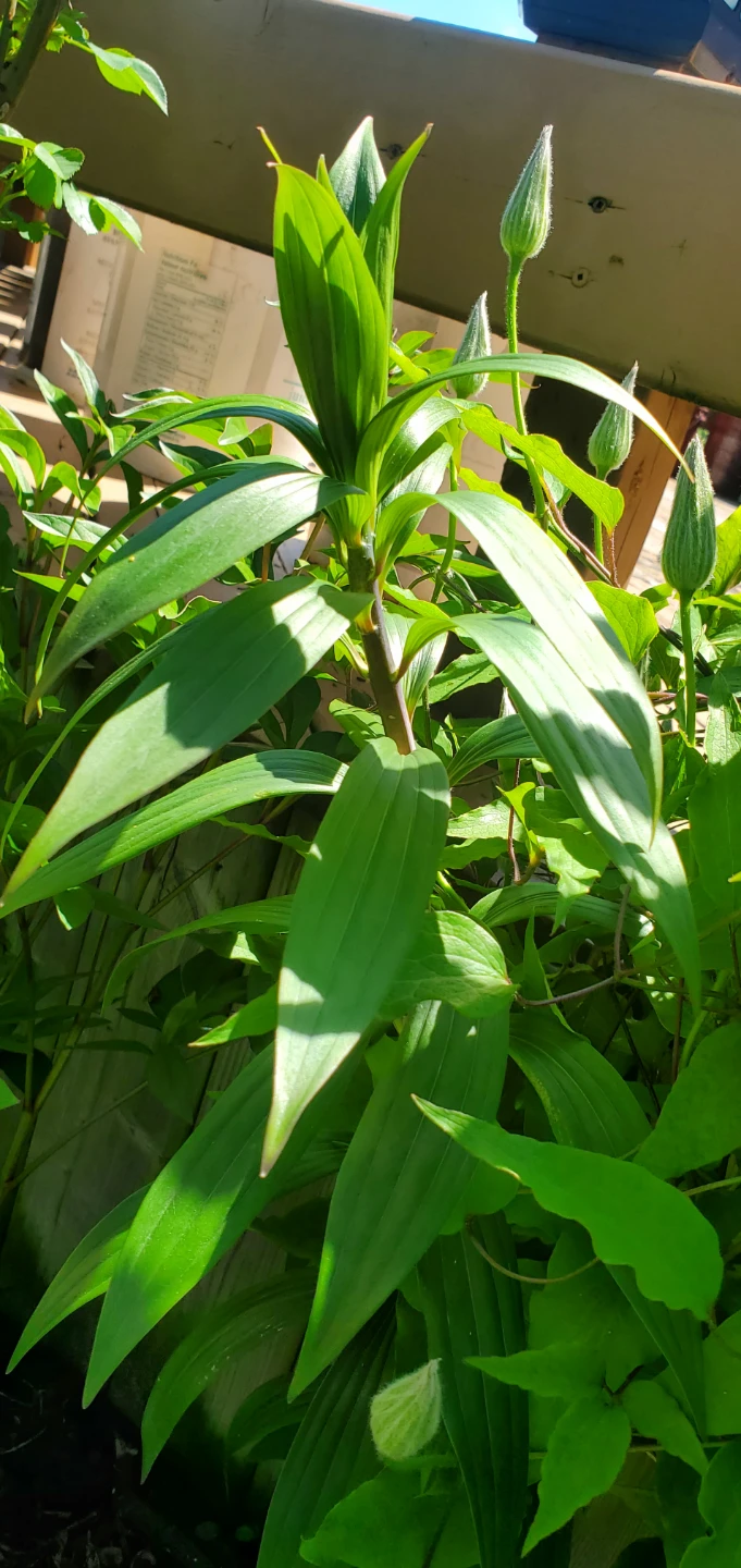 Double Oriental Lily - photo 2