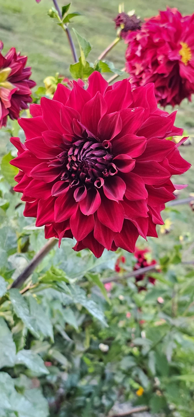 Red Dahlia Flower digital photo