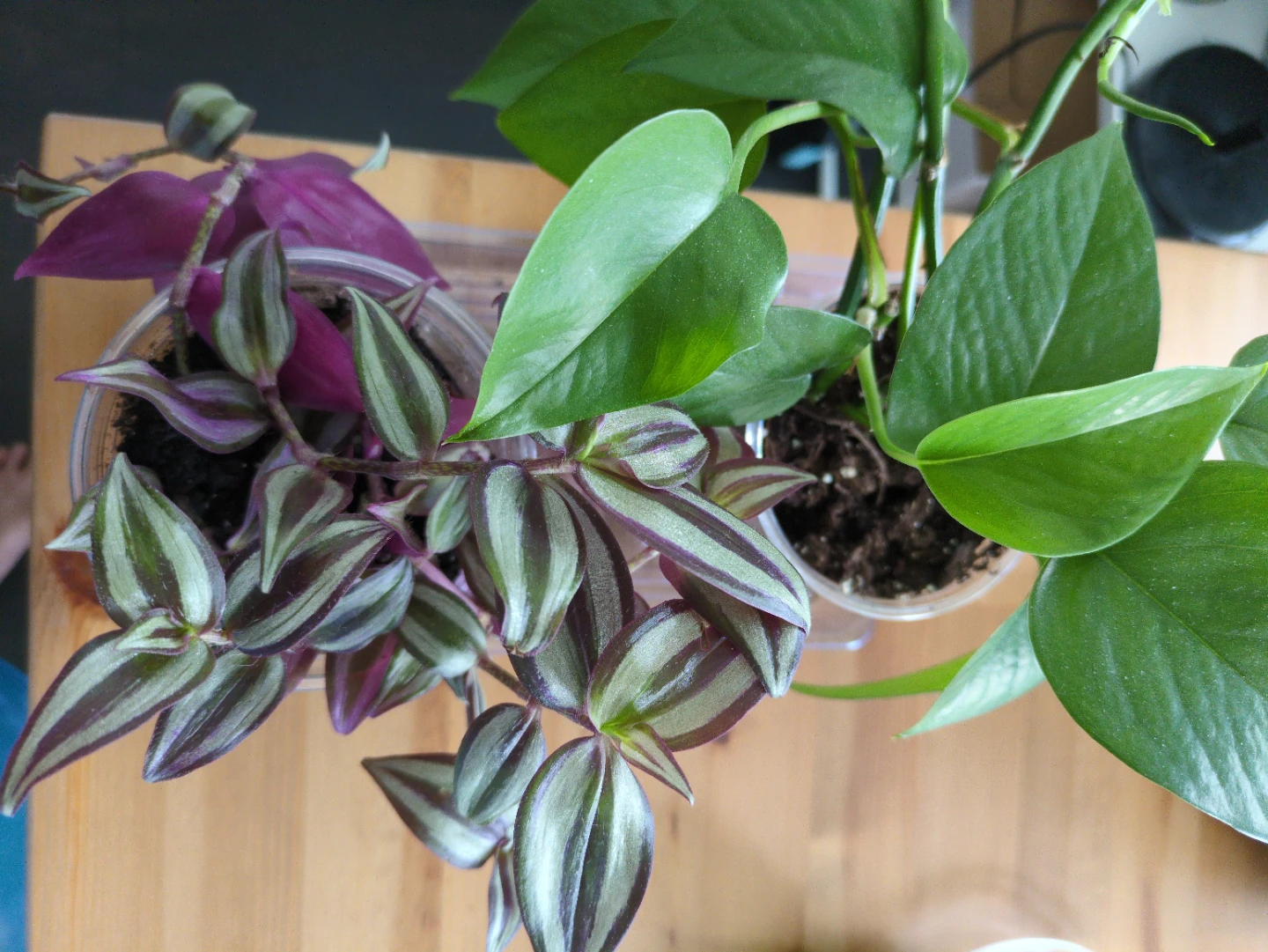 Plant sale! Jade pothos and tradescantia zebrina bundle  🌱 - photo 2