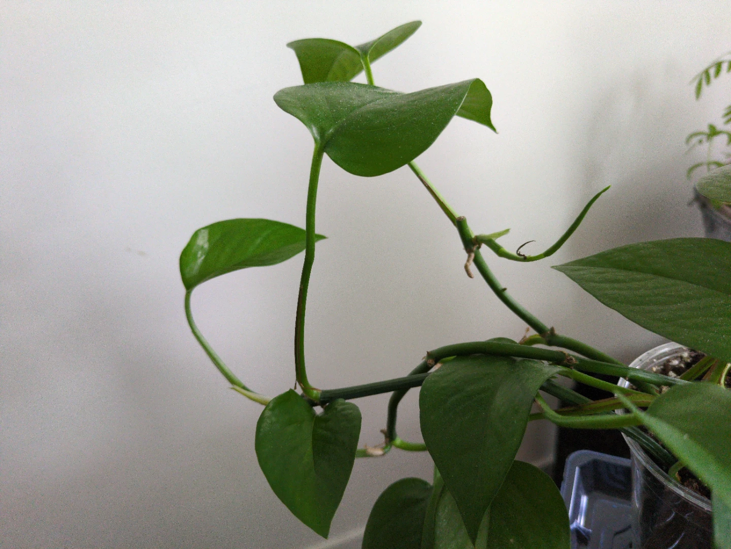 Plant sale! Jade pothos and tradescantia zebrina bundle  🌱 - photo 3