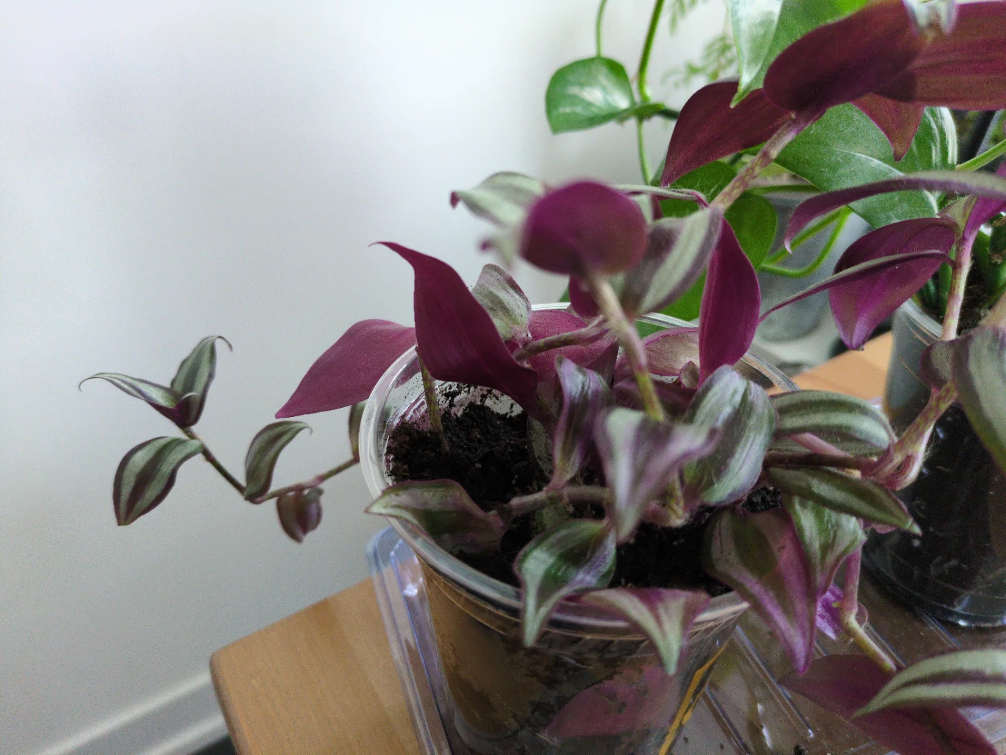 Plant sale! Jade pothos and tradescantia zebrina bundle  🌱 - photo 4